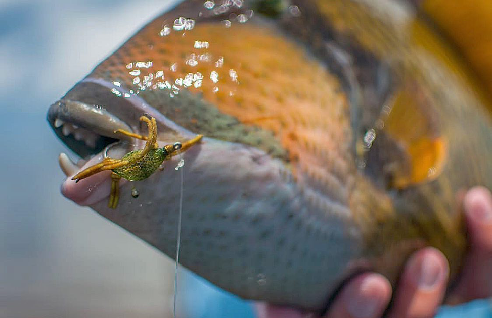 Fly Collection Plex Flyzinc Fly Collection | Nervouswater Premium Flies